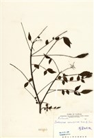 藏品(翼柄花椒)的圖片